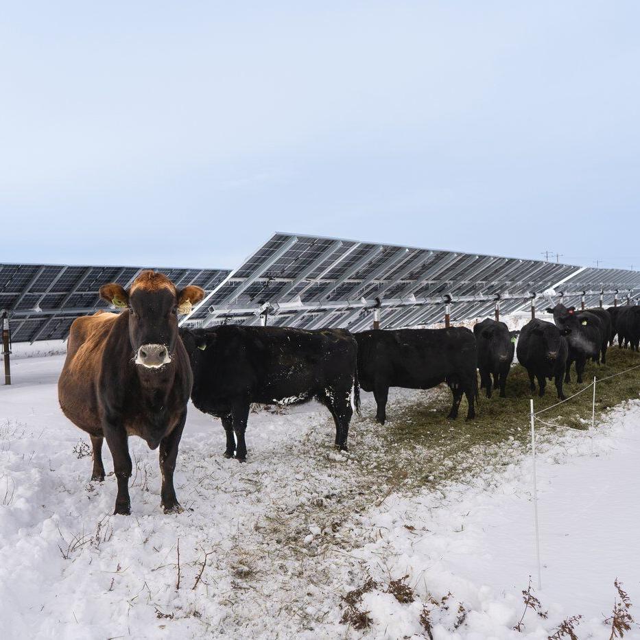 Solar burgers: How agrivoltaics is marrying food production with green energy